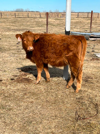 Yearling heifers for sale