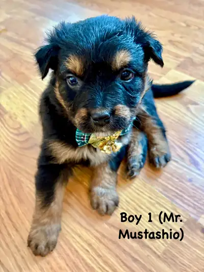 Adorable Blue Heeler x German Shepherd Puppies, View more