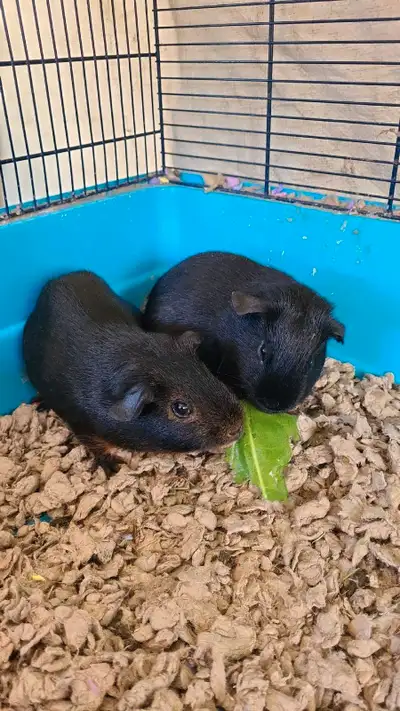 DOB: June-July 2024 Skittish but friendly $25 each NO cage or accessories.