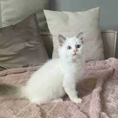 Tica Male Ragdoll chaton, View more