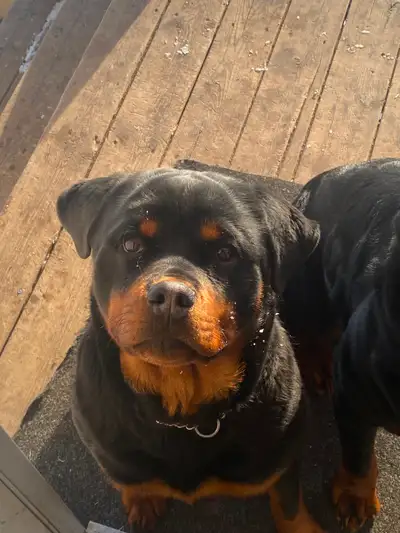 Purebred CKC Registered 7 Month Female Rottweiler, View more