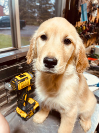 Golden Retriever Puppies for Sale- only 1 left !