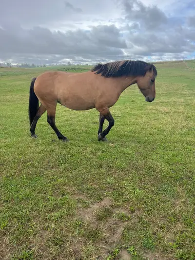 Fjord/Welsh cross mare , View more