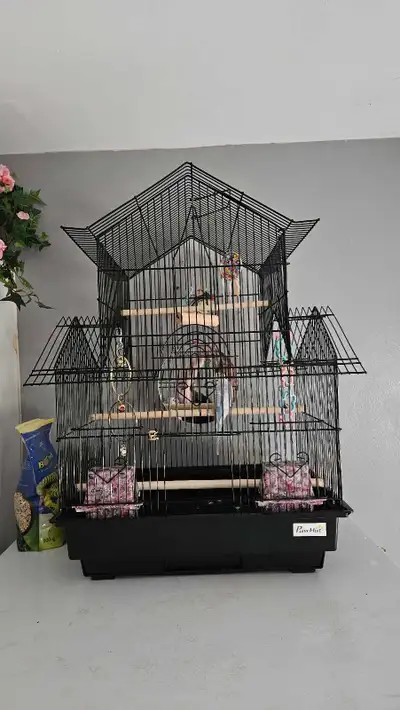 Male Budgie plus Cage, View more