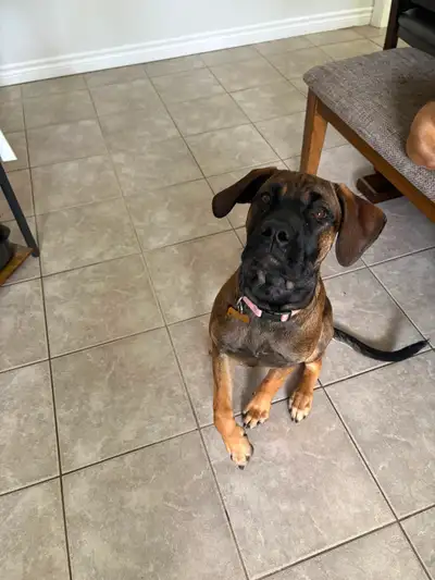 Cane corso/ mastif pup for rehoming, View more