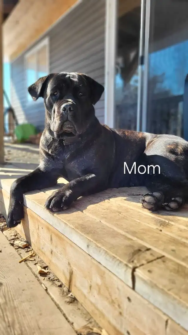5 availavle. Ready to go. Purebred Cane Corso Puppies in Dogs & Puppies for Rehoming in Winnipeg - Image 9