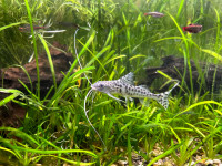 Pimelodus Pictus Catfish