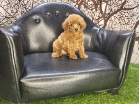 Toy Poodle Puppies - ONLY 1 LEFT