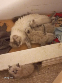 Regdoll kittens 