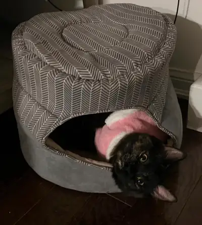 female cat for adoption , View more