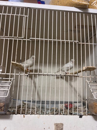 White canaries for sale