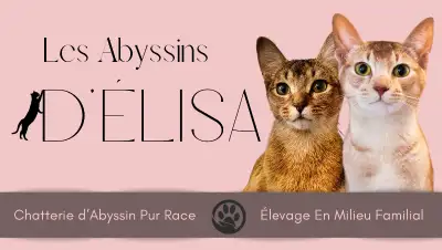 Abyssin, un ami pour la vie!, View more