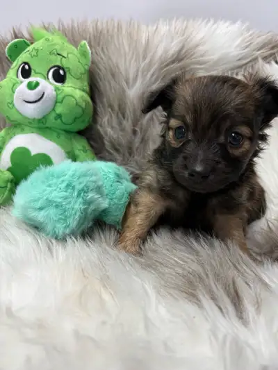 Fall in Love This Valentine’s Day Sable Chihuahua Boys, View more