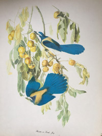 Audubon Birds of America 50  Prints  by Roger Peterson
