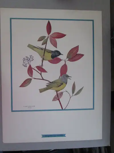 F. Lansdowne print - McGillivray's Warbler (11 x 14 1/2 unframed, View more