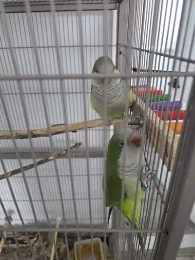 Quaker Perroquet femelles a vendre , View more