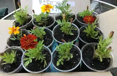 very Healthy and Multicolour Marigold Seedlings, View more