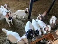 Boer goat bucklings