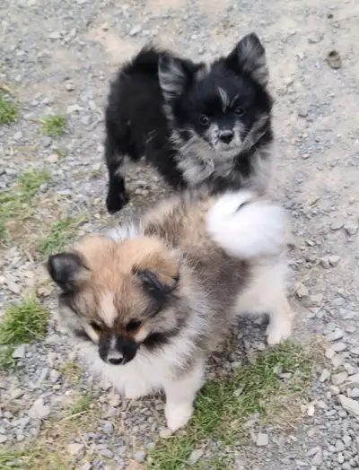 Gorgeous Pomeranian Puppies looking for responsible, committed homes. Two boys, very friendly, happy...
