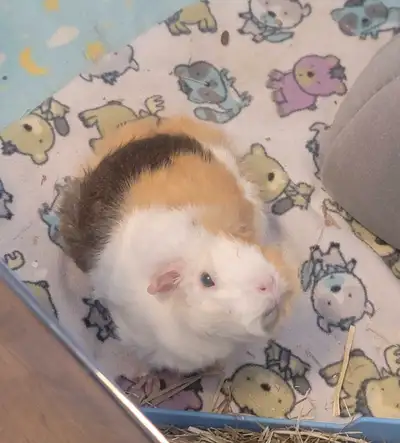 guinea pigs (2 females), View more
