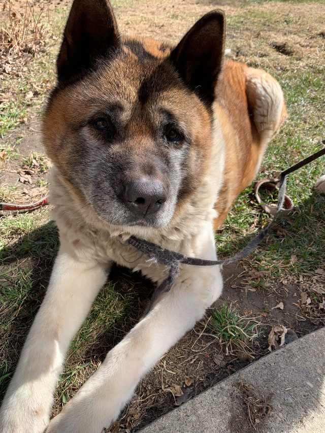 American Akita in Dogs & Puppies for Rehoming in Edmonton - Image 2