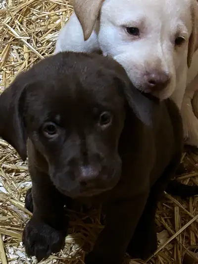 LAB PUPPIES  (1 LEFT), View more