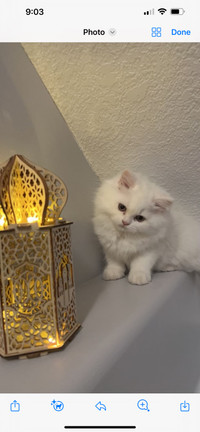 Gorgeous Persian kittens