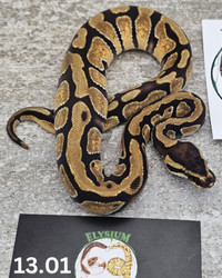 2023 Female Enchi Ball Pythons