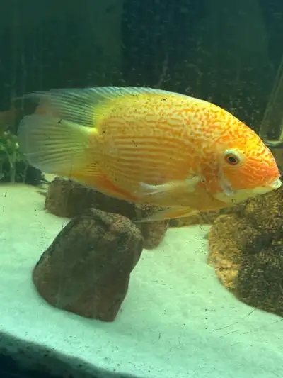 fish available, View more
