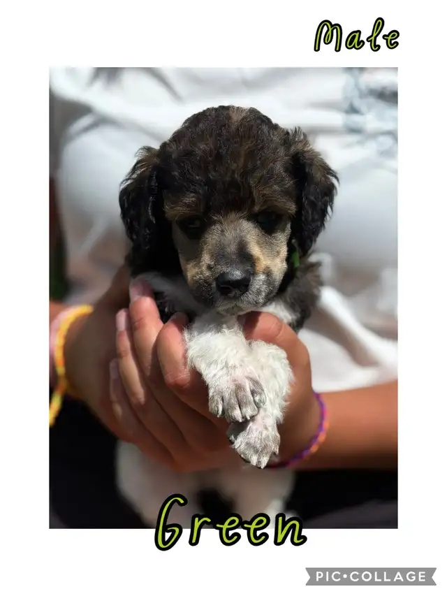 CKC Standard Poodle Pups- Prairie Belle Poodles in Dogs & Puppies for Rehoming in Calgary - Image 4