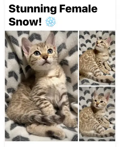 Snow Bengals/ Solid Sepia, View more