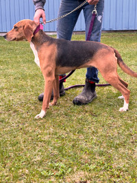 Female Ckc registered walker hound 