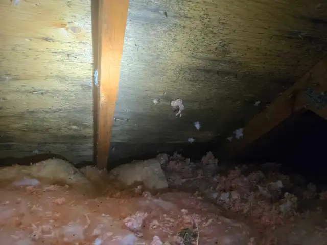 Mold Removal Specialist525757186080788482