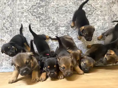 Rottweiler Shepherd Pups. $500 with 1st vet shots. $150 Non Refundable Deposit. Available July 12-18...