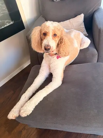 Standard Poodle Looking for New Home, View more