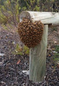 Got a swarm of bees?