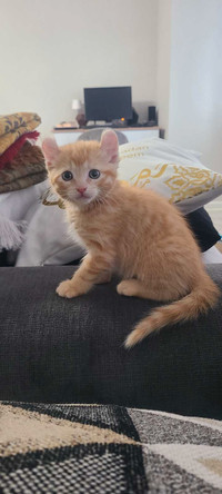 1 American Curl Kitten for sale 