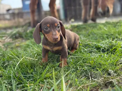 Mini Dashcund puppies, View more