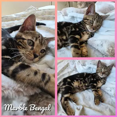 Marble Bengal Kitten ♡, View more