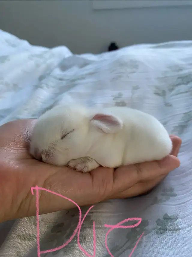 Holland Lop baby bunnies✨ in Small Animals for Rehoming in Delta/Surrey/Langley - Image 6