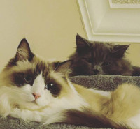 Two beautiful kitties (Ragdoll and British)