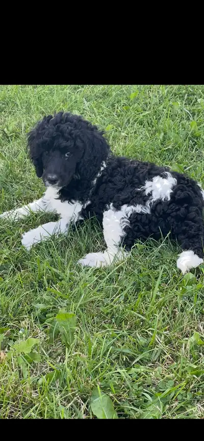 ♥️Darling Female Standard Poodle ♥️, View more