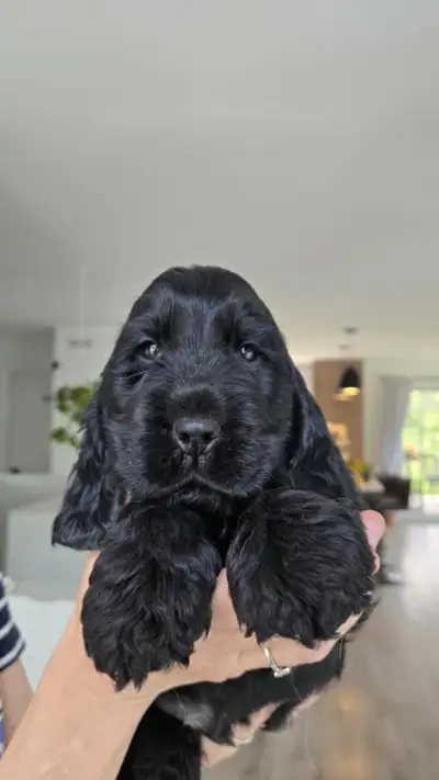 Purebred from européen champion bloodline. Canadian Kennel Club registred. Breeder is ckc member. DN...
