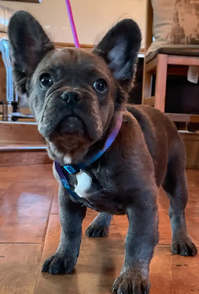 French Bulldog Puppy Blue Fluffy in Dogs & Puppies for Rehoming in Edmonton - Image 4