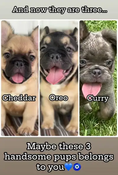 French Bulldog - Fluffy, View more