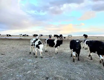 looking for black angus yearling bull, View more