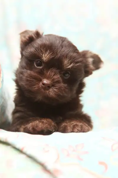 www.gtatoybreeds.com For more information about our dogs. Instagram: gtatoybreeds Facebook: gtatoybr...