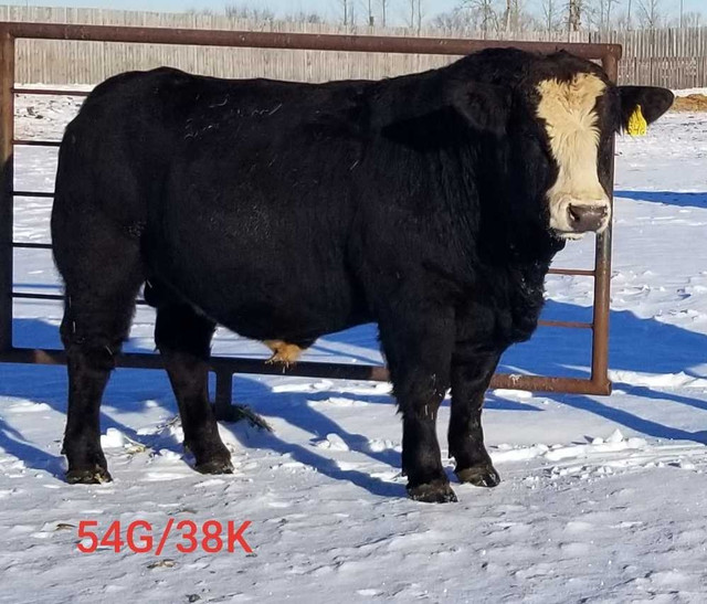 2 year old simmental bulls  in Livestock in Regina - Image 2
