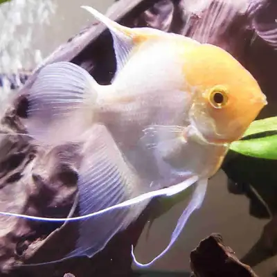 Sunset angelfish , View more