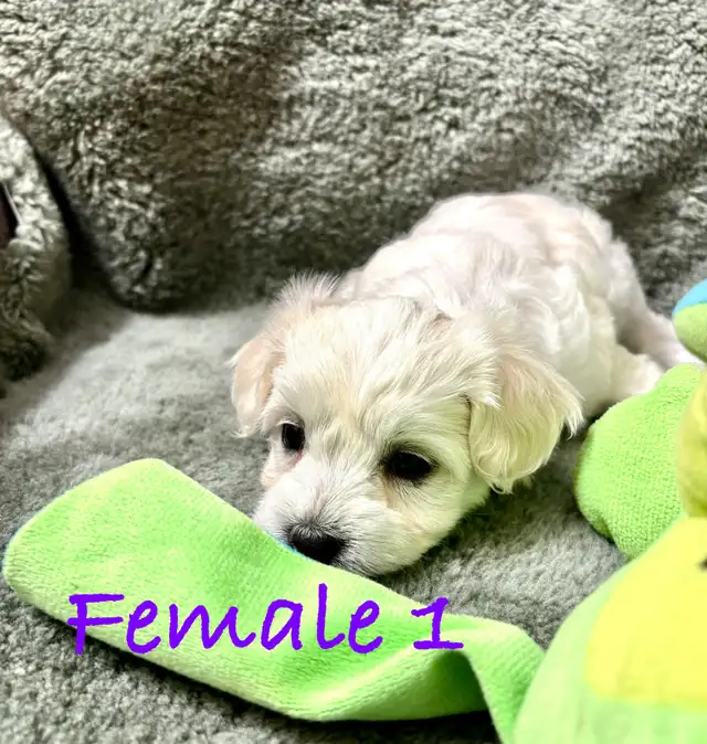 Maltese puppies in Dogs & Puppies for Rehoming in Winnipeg - Image 6